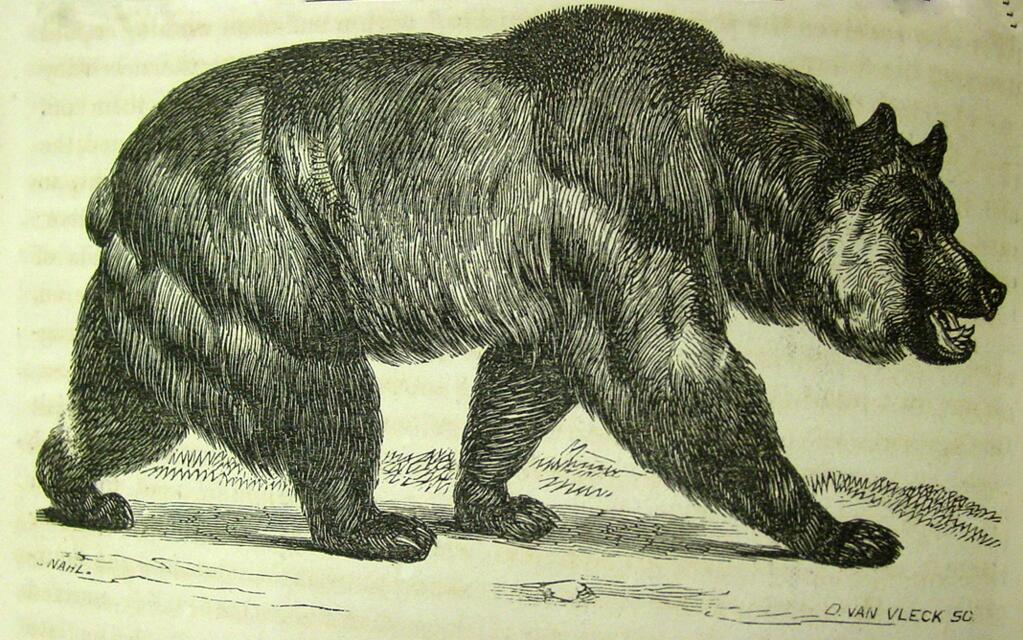 “Grizzly Bear' by Charles Nahl, from Hutchings' Illustrated California Magazine, 1856.