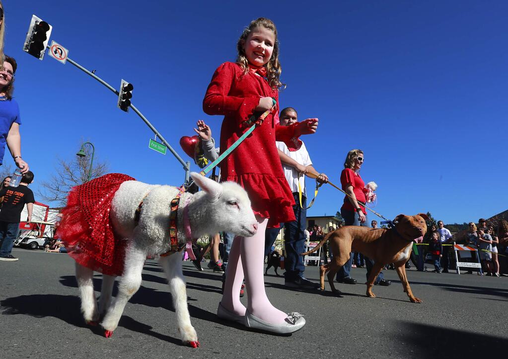 Gabriella Vadon Stoffer, 9, walks her pet lamb Daisy at the Cloverdale Citrus Fair Parade on Saturday. (Photo by John Burgess/The Press Democrat)