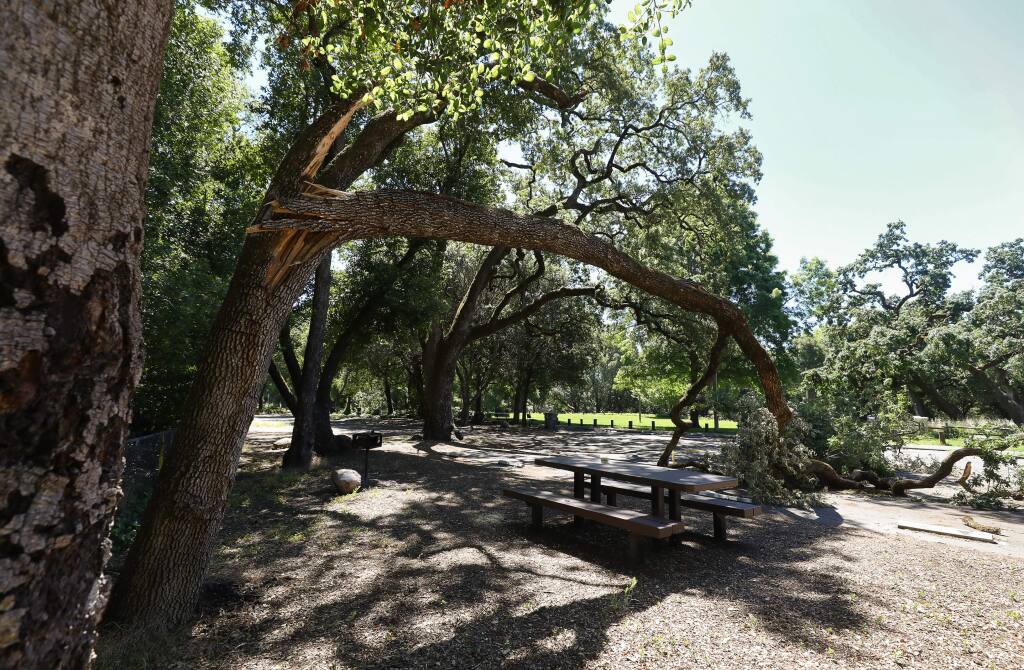 A fallen oak tree arches over a picnic bench in Doyle Park, in Santa Rosa on Wednesday, May 27, 2020. (Christopher Chung/ The Press Democrat)