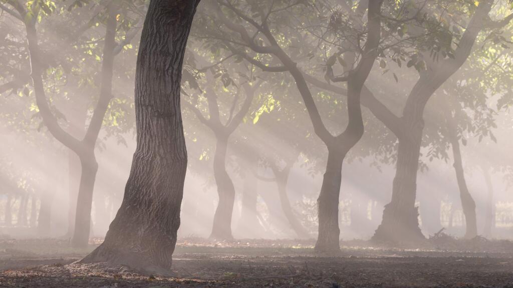 Morning fog and sunlight are put to use in this artistic image of a walnut orchard by Richard Valenti, one of two instructors at 'The Art of Seeing' workshop this weekend at Jack London State Historic Park.