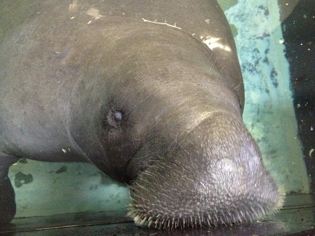 FILE - In this Wednesday, July 17, 2013, file photo, Snooty the manatee lifts her snout out of the water at the South Florida Museum in Bradenton, Fla. The South Florida Museum posted on Facebook, Sunday, July 23, 2017, that Snooty died in a heartbreaking accident. No other details were given about the cause of death, but the museum said they were devastated and that the circumstances are being investigated. Snooty, the longest living manatee in captivity, died one day after a huge party to celebrate his 69th birthday. (AP Photo/Tamara Lush, File)
