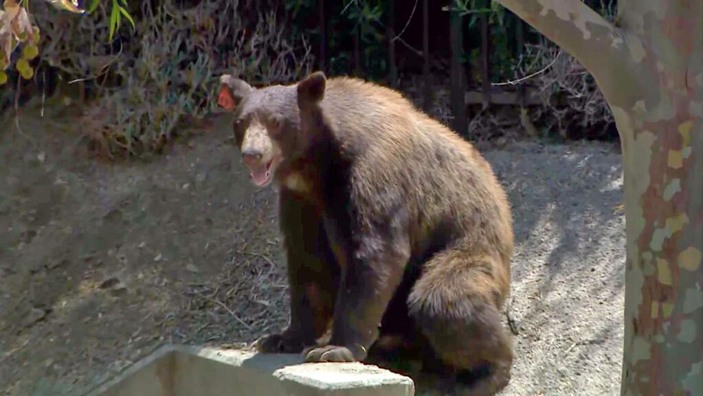 In this image taken from video provided by CBS2/KCAL9, a large bear pauses while wandering in a park area after spending a few hours roaming a neighborhood and taking a dip in a backyard pool in the Granada Hills area of Los Angeles' San Fernando Valley Tuesday, July 17, 2018. Police warned residents to stay indoors after the bear was spotted in the foothills of the Santa Susana Mountains. The bear was finally tranquilized and will likely be transported to a nearby wilderness area. (CBS2/KCAL9 via AP)