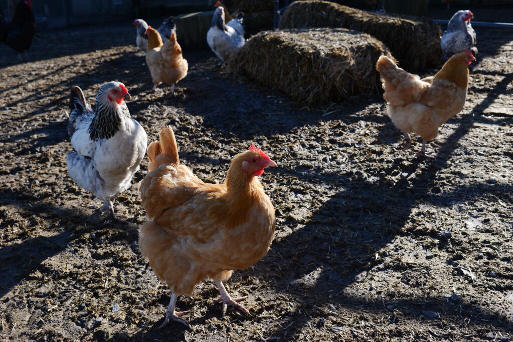 Chickens roam near their coop at the entrance to the Historic Lakeville Road Trail at Tolay Lake Regional Park in Petaluma on Feb. 11, 2017. (Erik Castro/for The Press Democrat)