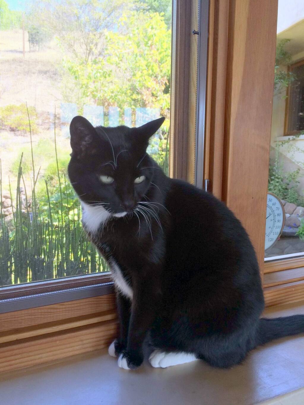 A Fairfield woman is suing a woman from Kenwood over which one is the rightful owner of a black-and-white cat, named David by one and Whiley by the other. (Photo courtesy Leo Bartolotta)