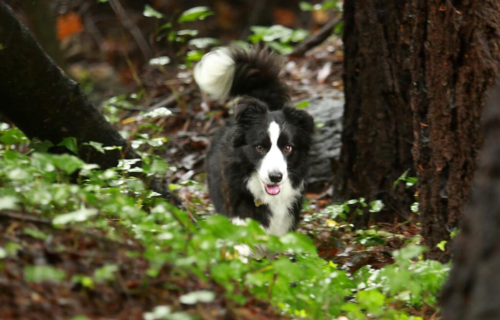 Kayle, a border collie trained to detect historic human remains, searches for the remains of Thomas Cowie and George Fowler, two Bear Flag rebels who were killed in 1846 by defenders of Mexico. A team of forensic dogs scoured an area believed to contain the bodies in the Montecito Heights area of Santa Rosa. (photo by John Burgess/The Press Democrat)