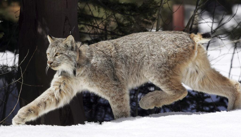 FILE - In this April 19, 2005 file photo, a Canada lynx heads into the Rio Grande National Forest after being released near Creede, Colo. Wildlife officials said Thursday, Jan. 11, 2018, the Canada lynx no longer needs special protections in the United States. The U.S. Fish and Wildlife Service will begin drafting a rule to revoke the animal's threatened species status, which has been in place since 2000. (AP Photo/David Zalubowski, File)