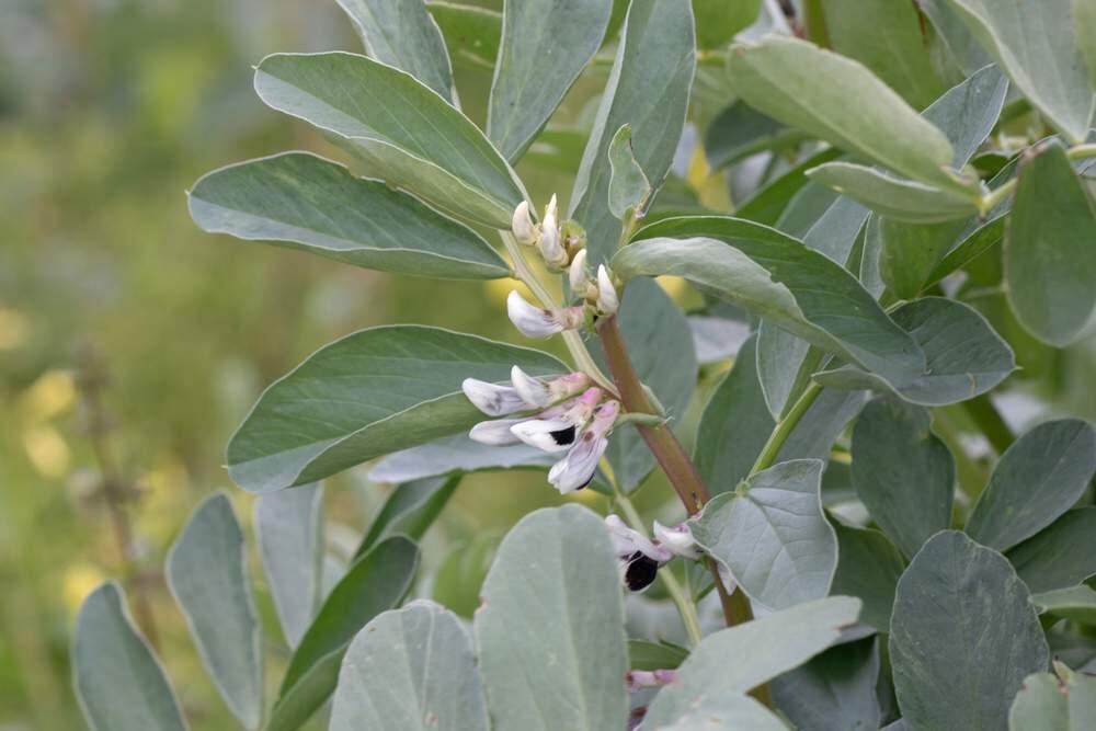 Fava bean plants are an excellent source of 'green manure.'