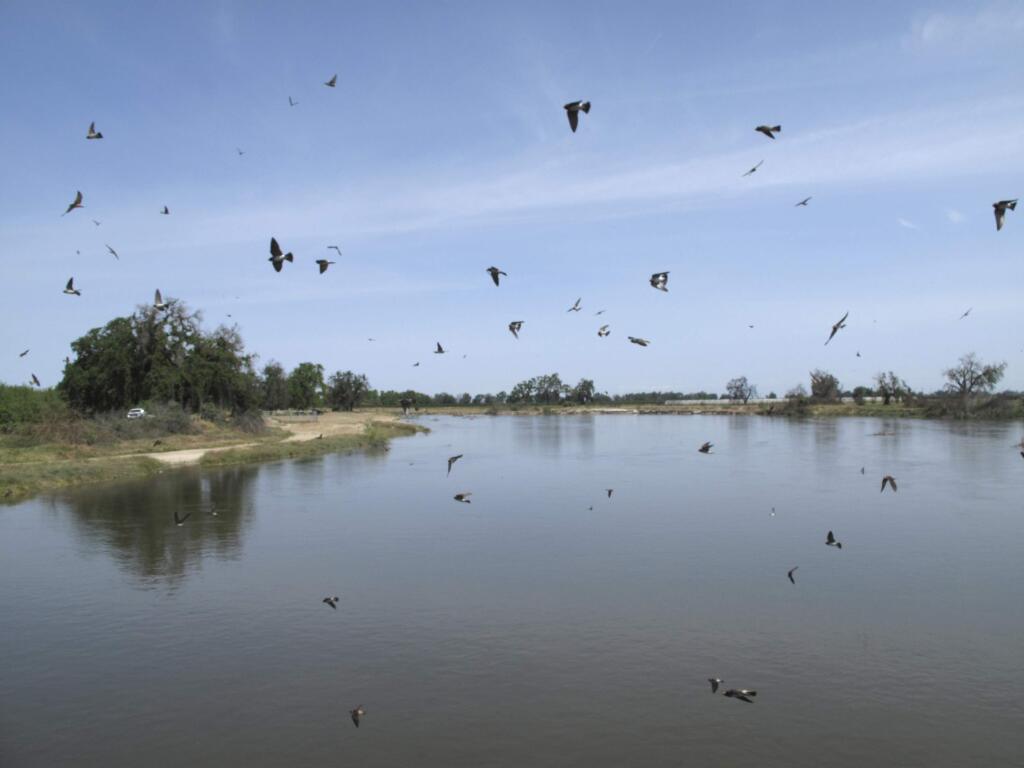 In this photo taken April 10, 2017, birds fly over the Kings River swollen with water from rain and melting snow in the Sierra Nevada near Hanford, Calif. State officials have lifted the drought emergency for much of the state, but drought has yet to loosen its grip on thousands of resident in the San Joaquin Valley where domestic wells have run dry, forcing them to wash and flush toilets with water from tanks next to their homes. (AP Photo/Scott Smith)