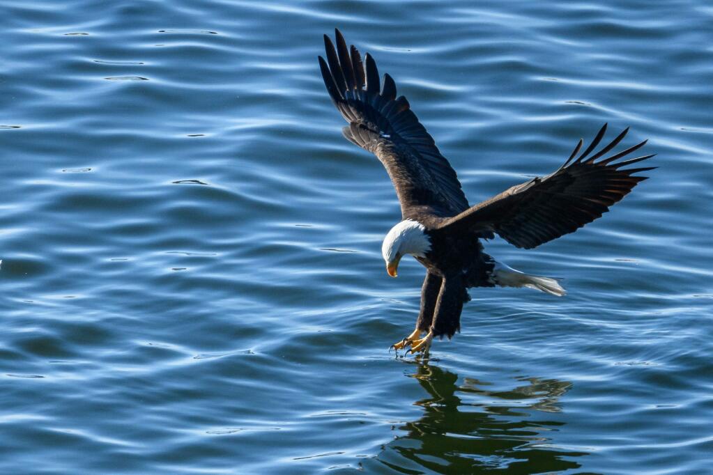 A bald eagle dips its talons into the ocean to catch some fish. (FRANK COSTER)