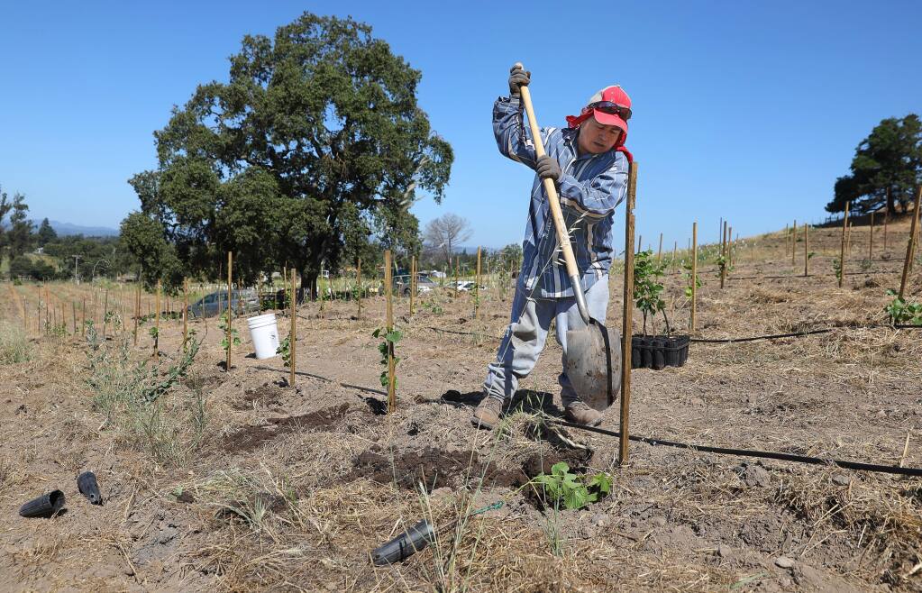 Crispin Timas plants new vines at Ancient Oak Cellars in Santa Rosa on Wednesday, July 24, 2019. The Tubbs fire destroyed 15 acres of vineyard at Ancient Oak Cellars.(Christopher Chung/ The Press Democrat)