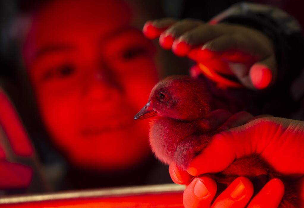 Esteban Rodriquez, 5, reaches out to pet a chick during Ag Days at the Sonoma County Fair on Tuesday. (photo by John Burgess/The Press Democrat)