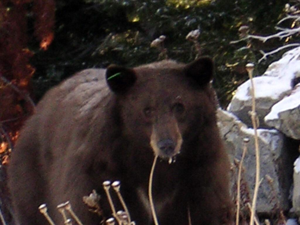 A 2005 photo provided by the Nevada Department of Wildlife shows a female black bear known as Green 108 in the mountains above Lake Tahoe near Stateline, Nev. The bear known by her tag number, Green 108, has had three cubs from the same litter euthanized after biologists say she taught them to break into homes to get food. (Carl Lackey, Nevada Department of Wildlife via AP)