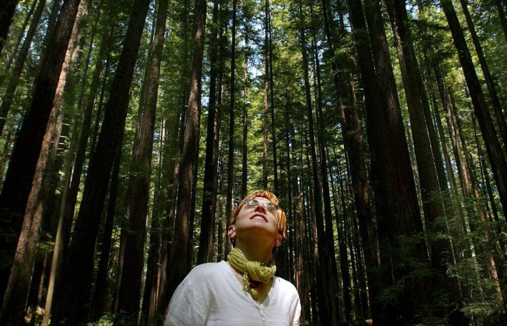 Walk among centuries old redwoods at Armstrong Woods State Park near Guerneville. (Kent Porter / The Press Democrat)