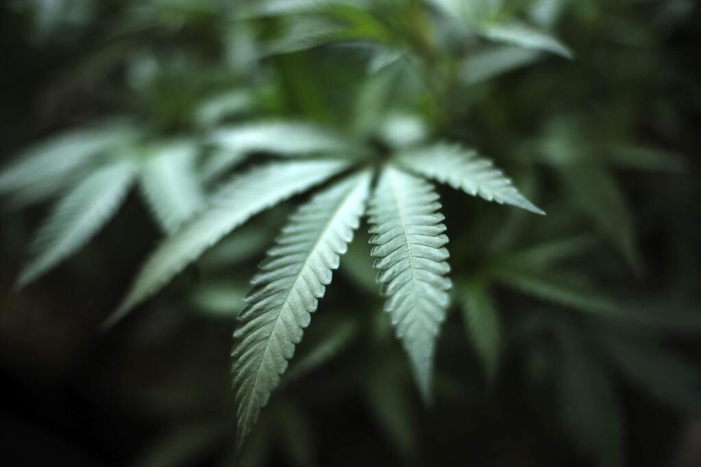 In this Aug. 15, 2019, photo, marijuana grows at an indoor cannabis farm in Gardena, Calif. (AP Photo/Richard Vogel)