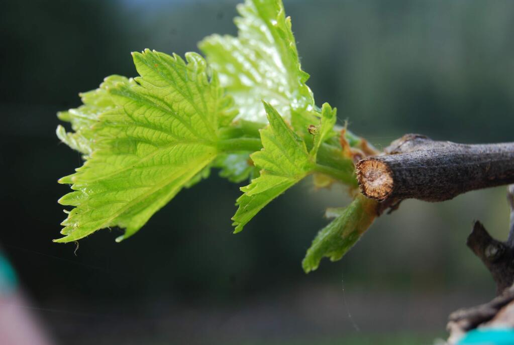 Bud breaks forth from a Napa Valley winegrape vine in April 2011 (Herb Lamb for Napa Valley Grapegrowers)