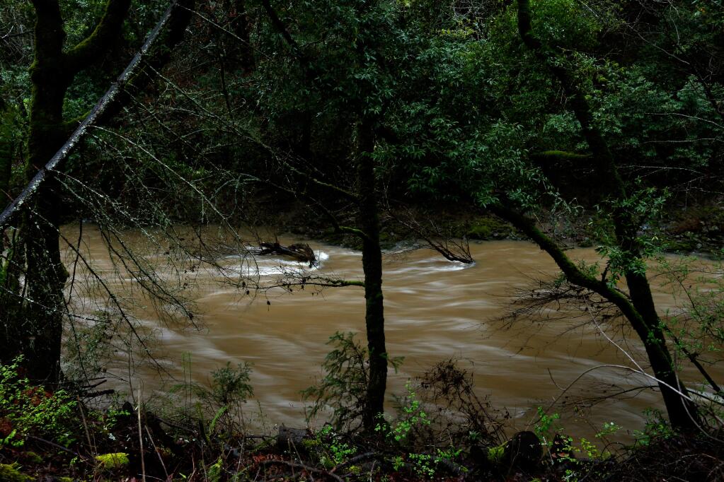 Recent rain storms raise the level of Mark West Creek as the current rushes by Mark West Springs Road in Santa Rosa on Saturday, March 12, 2016. (Alvin Jornada / The Press Democrat)