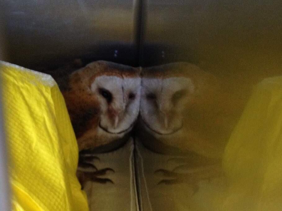 An injured barn owl rescued Friday by CHP officers on Highway 101 in Santa Rosa. (CHP)