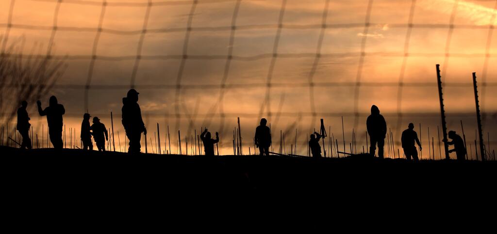 Vineyard workers place stakes in a new vineyard on Nelligan Road at sunrise, Thursday, Jan. 23, 2020 near Kenwood. (Kent Porter / The Press Democrat) 2020