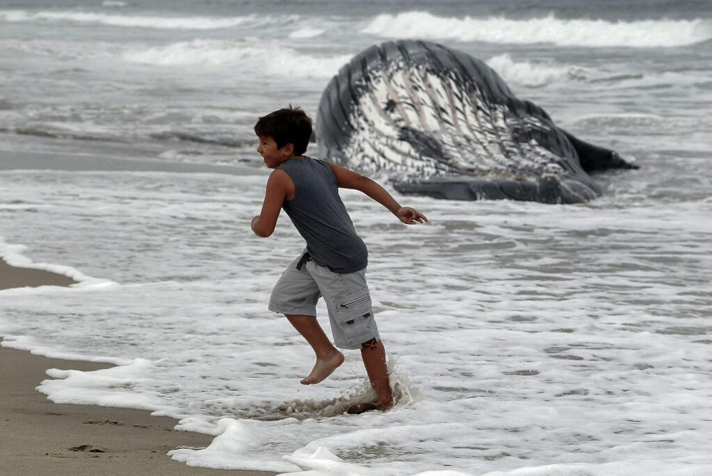An unidentified boy plays on the beach with a dead humpback whale washed ashore at Dockweiler Beach in Los Angeles on Friday, July 1, 2016. The whale floated in Thursday evening. It is approximately 40 feet long and is believed to have been between 10 to 30 years old. Marine animal authorities will try to determine why the animal died. (AP Photo/Nick Ut)