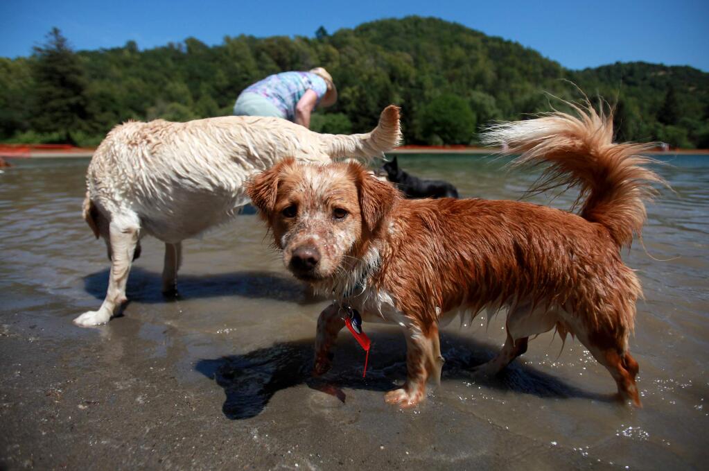 Dogs take a dip during the 2012 Spring Lake Park's Water Bark. (Crista Jeremiason / Press Democrat)