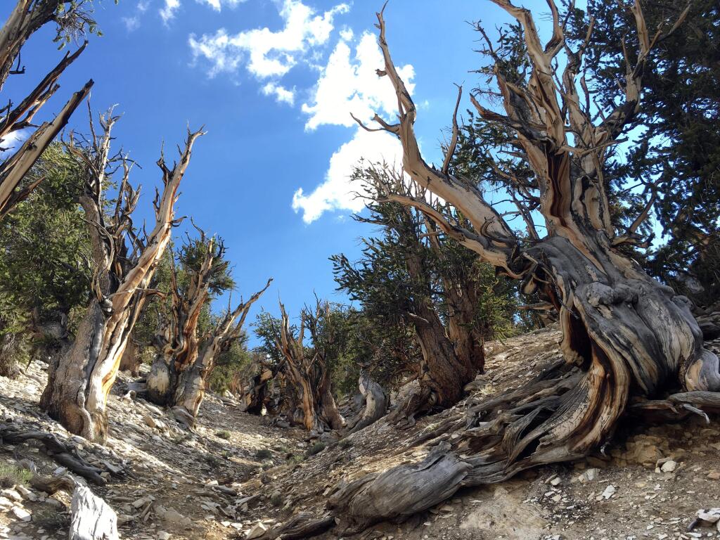 This July 11, 2017, photo shows gnarled, bristlecone pine trees in the White Mountains in east of Bishop, Calif. Limber pine is beginning to colonize areas of the Great Basin once dominated by bristlecones. The bristlecone pine, a wind-beaten tree famous for its gnarly limbs and having the longest lifespan on Earth, is losing a race to the top of mountains throughout the Western United States, putting future generations in peril, researchers said Wednesday, Sept. 13. (AP Photo/Scott Smith)