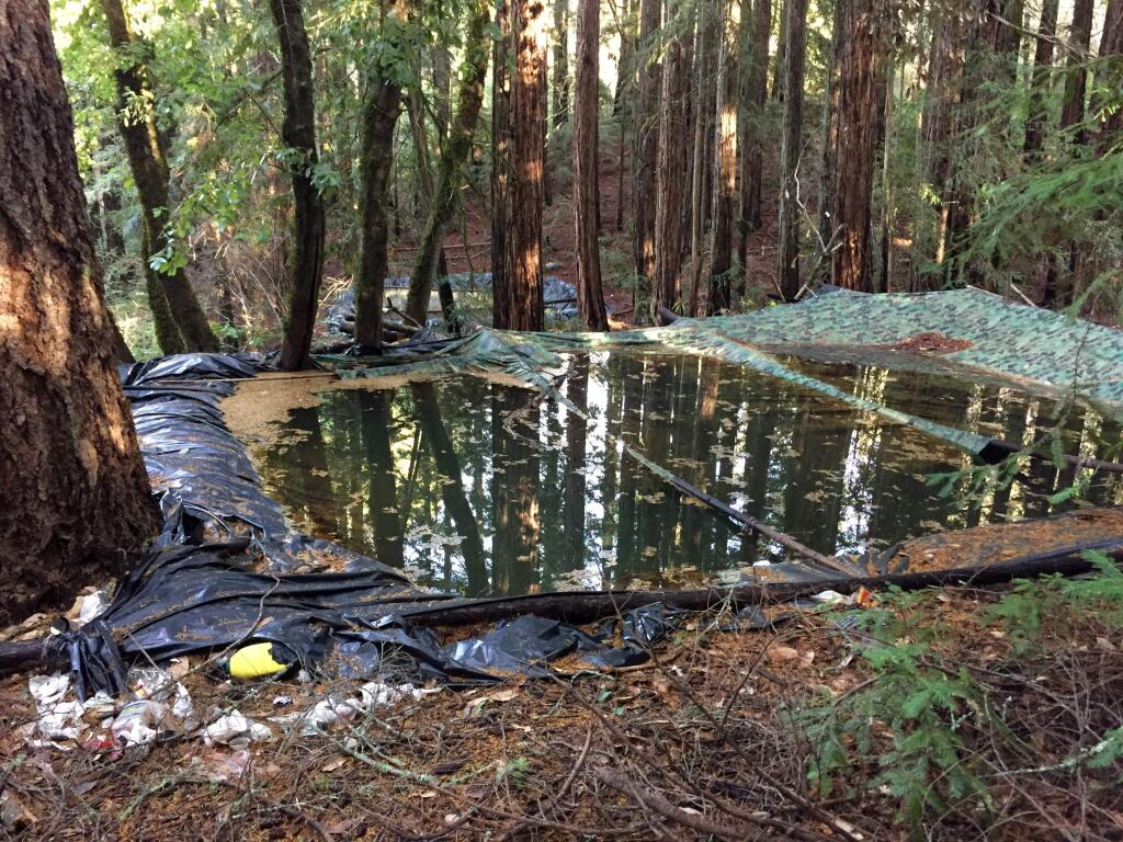 Photos by Catherine Lantosca, 2016An illegal cannabis farm was found at Cresta Ranch. Three irrigation ponds were constructed at the grow site.