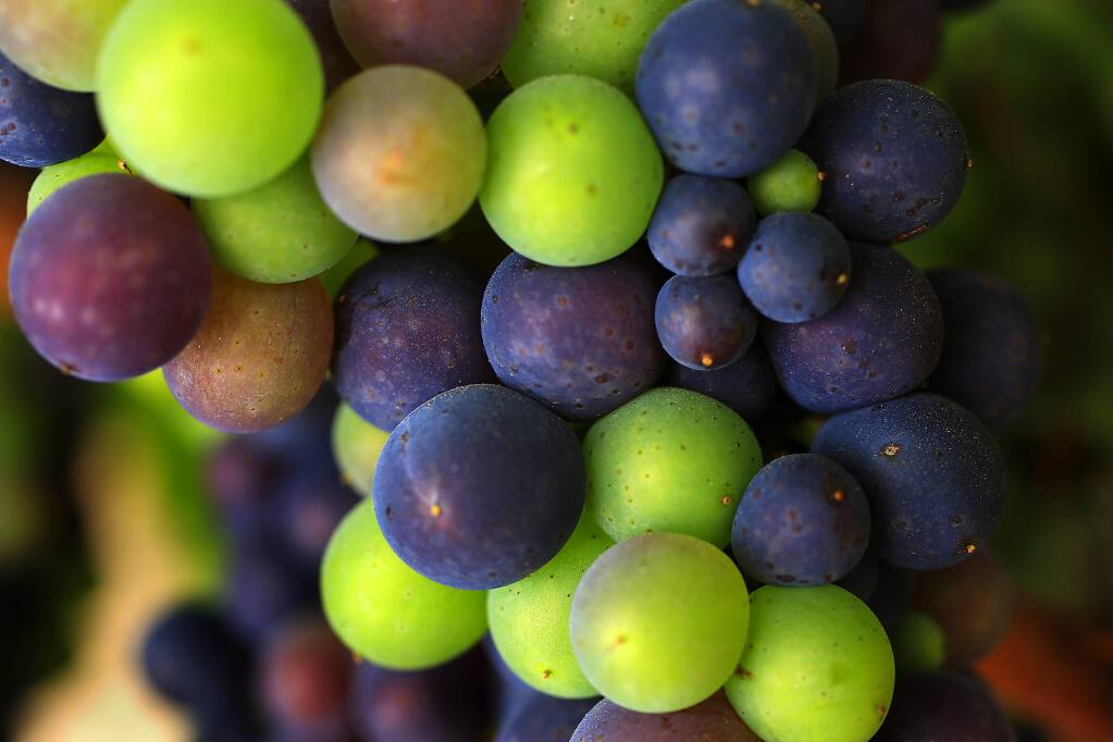Ripening pinot noir grapes at Rodney Strong Vineyards. (JOHN BURGESS / The Press Democrat)