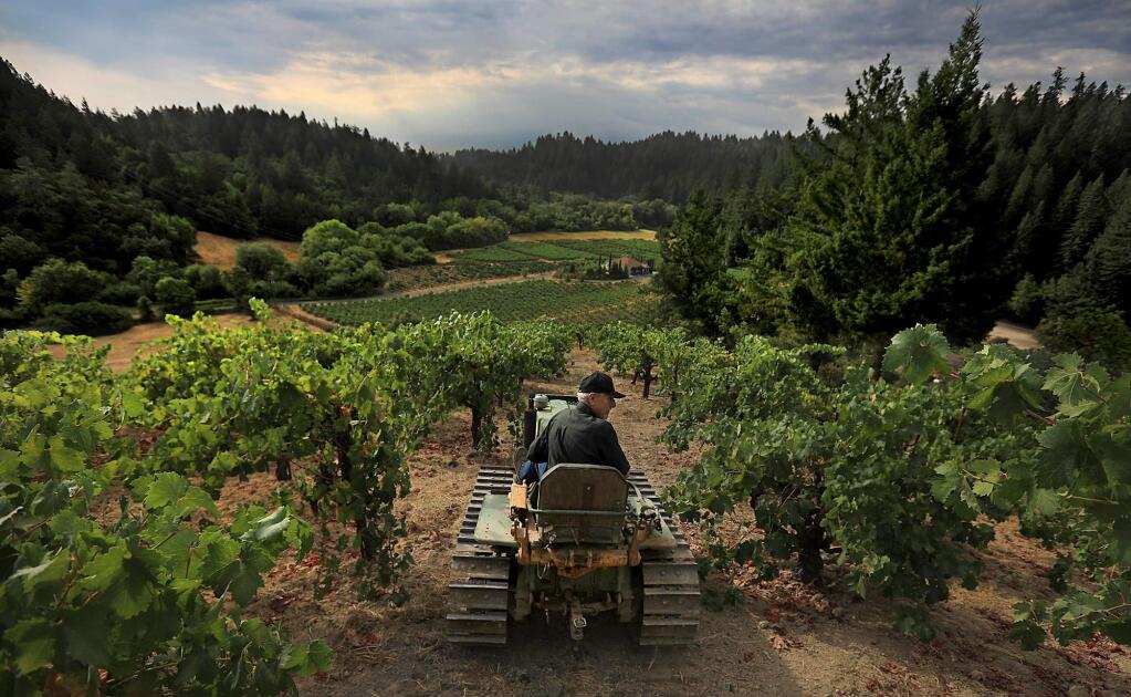 Lee Martinelli tools around in a tractor on Jackass Hill in Forestville, Thursday Aug 3, 2017. One of the steepest hills to pick wine grapes in Sonoma County, the Zinfandel vines (with muscat too) were planted in the 1890's. The only way to disc or get the fruit down the hill is with the tractor. (Kent Porter / The Press Democrat) 2017