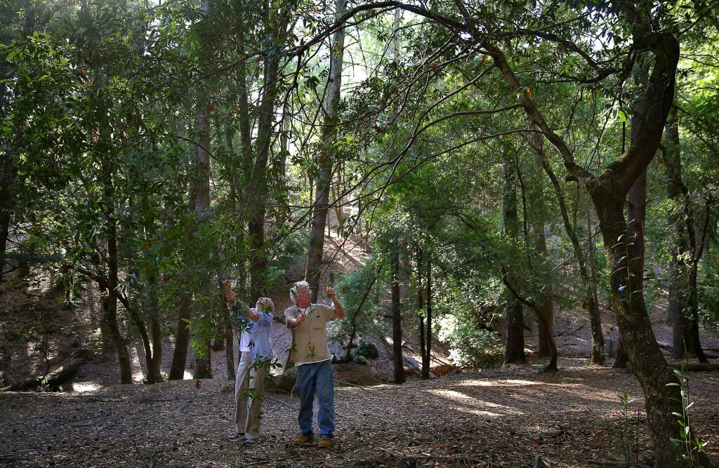 Caroline Zsambok, left, and Bruce McConnell, with the fire and safety team for the Fountaingrove II Open Space Maintenance Association, look at leaves on a California Bay Laurel that has tested positive for the sudden oak death pathogen in an open space area of Fountaingrove, in Santa Rosa, on Tuesday, September 29, 2015. (Christopher Chung/ The Press Democrat)