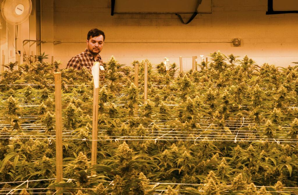 Oswaldo Barrientos walks among marijuana plants at the grow facility where he works near downtown Denver on Wednesday, April 3, 2019. He said U.S. immigration officials blocked his application for citizenship because he works in the marijuana industry. Barrientos was brought to the U.S. from El Salvador illegally as a child and started working in the industry in 2014. (AP Photo/Thomas Peipert)