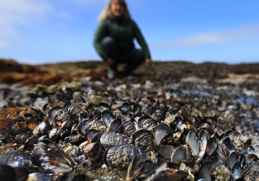 Jackie Sones, Bodega Marine Reserve research coordinator, overlooks a bed of dead mussels that were fried during the June heat wave, Tuesday, July 2, 2019. The high temperatures and the mussels black shells leads to more absorption of sunlight. (Kent Porter / The Press Democrat) 2019