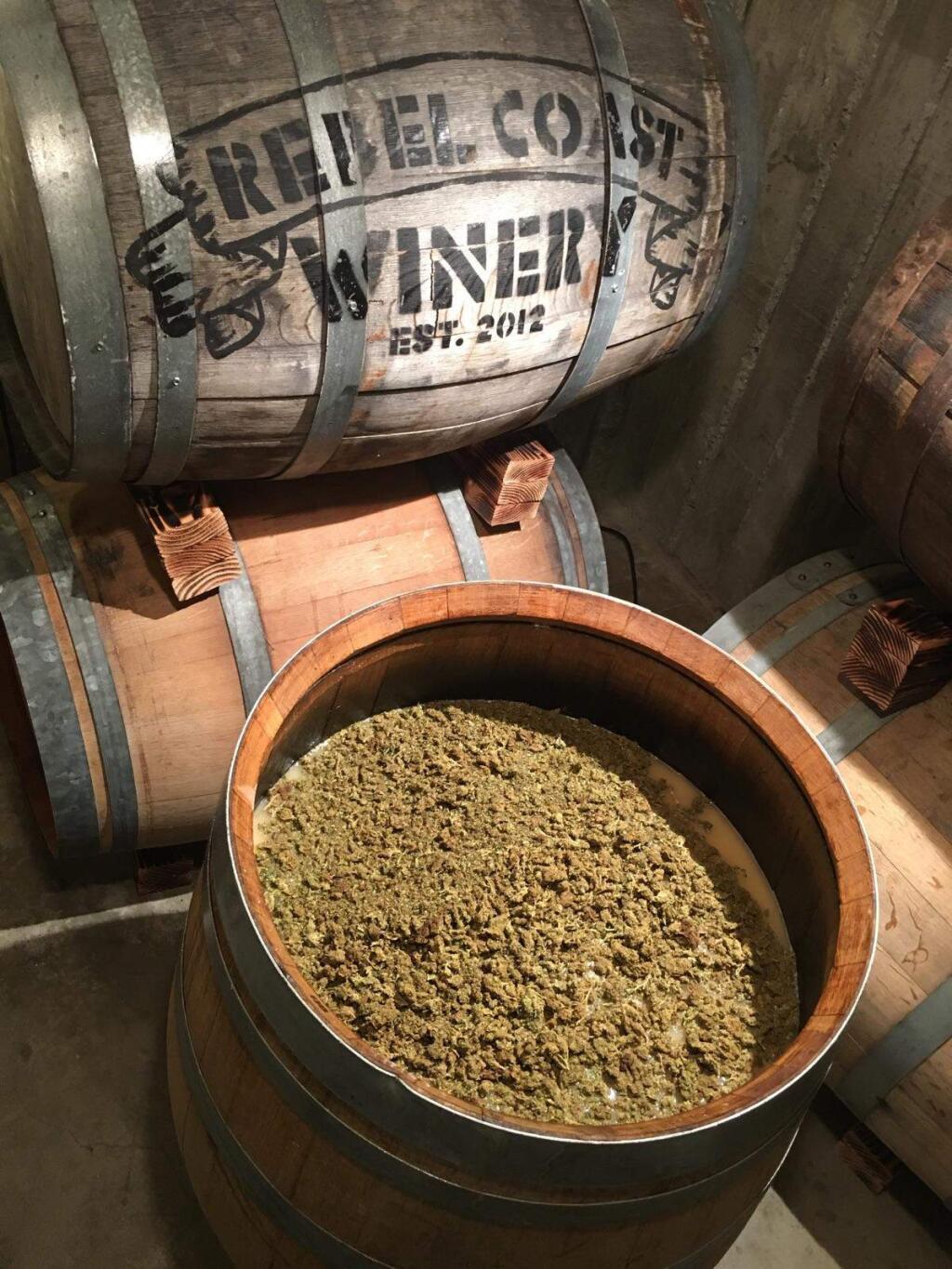 Rebel Coast Wine infuses a Sonoma Valley sauvignon blanc with oganic sativa flowers to create a 'green wine' which they hope to market widely in the state next year. (Chip Forsythe)
