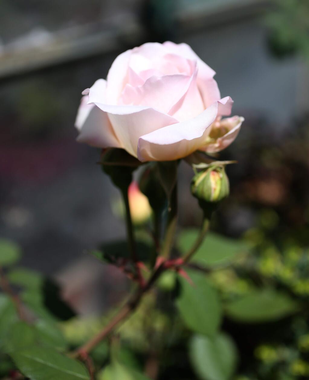 Rosa ‘Bredon' an early David Austin Rose in the garden of Maile and Warren Arnold, Friday, April 3, 2015. (Crista Jeremiason / The Press Democrat)