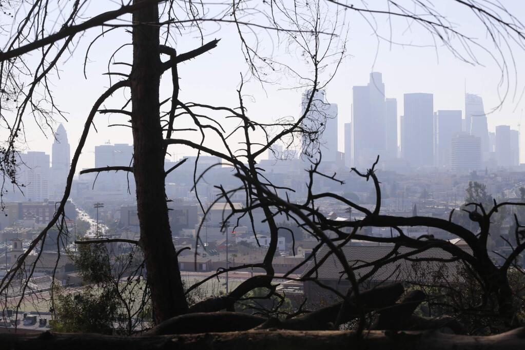 Los Angeles skyline is seen through burned trees after a brush fire erupted in the hills in Elysian Park in Los Angeles Thursday, Dec. 14, 2017. The National Weather Service said extreme fire danger conditions could last through the weekend due to lack of moisture along with a likely increase in wind speeds. (AP Photo/Damian Dovarganes)