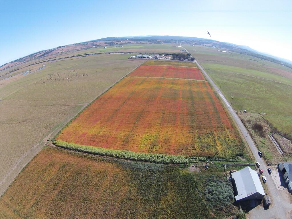 Quinoa under cultivation by Lundberg Family Farms. The company, with estimated revenue (estimate by Business Journal) of $120 million, has 800 acres already in quinoa production. (Lundberg Family Farms, 2016)