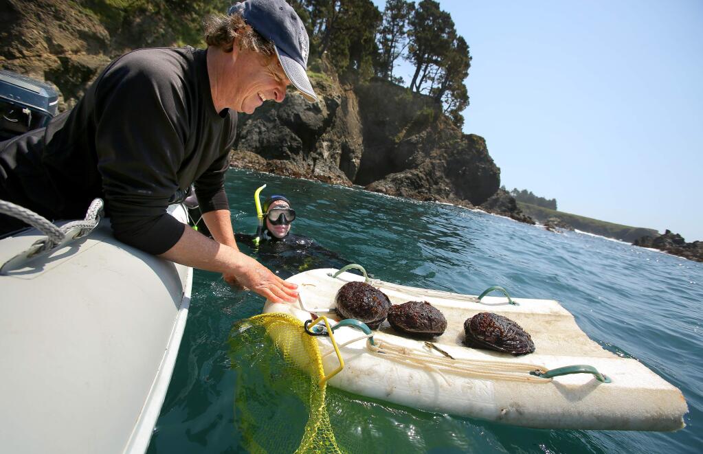 Curtis Ferebee takes a look at James Biller's abalone catch at Russian Gulch State Park, near Mendocino, Calif. After catching his limit of abalone, Biller moved on to spearfishing. (Christopher Chung/ The Press Democrat)