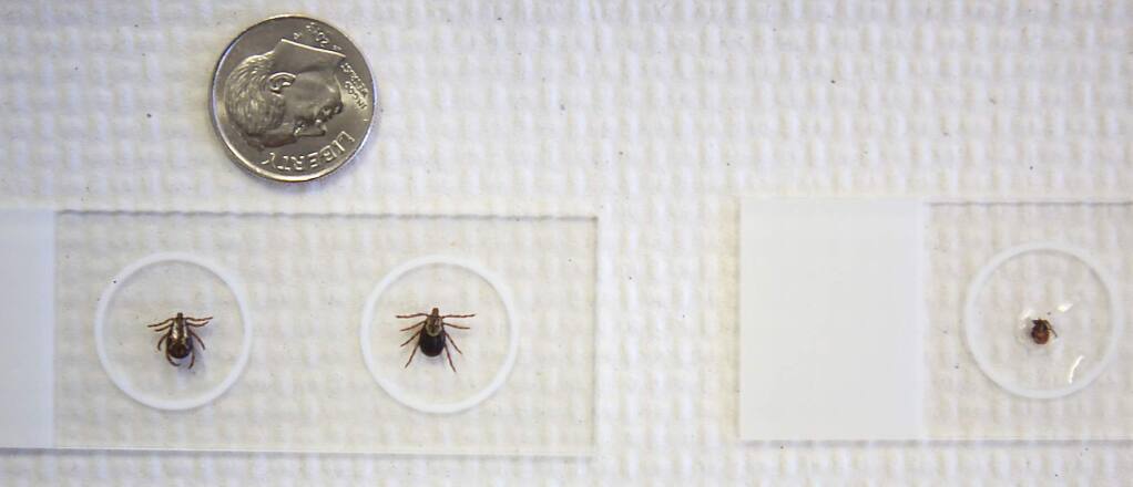 Wood ticks, left, and a deer tick, right, Thursday Feb. 25, 2016 at the Sonoma County Department of Health Services in Santa rosa (Kent Porter / Press Democrat) 2016