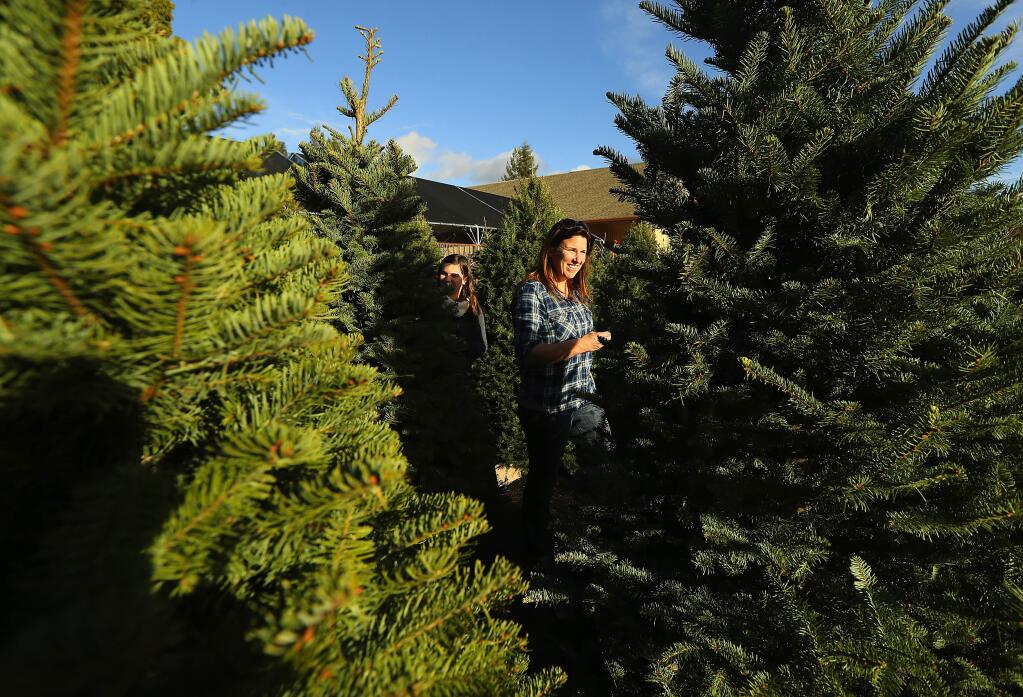 Kelly Prince, left, and her daughter Hayley look for the perfect cut tree at Prickett's Nursery and Garden Center in Santa Rosa on Friday. (JOHN BURGESS / The Press Democrat)