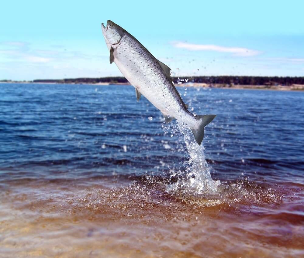 A lack of salmon in waters from San Mateo to Mendocino shortened the fishing season by more than two months.