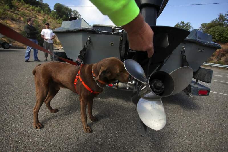 Popeye uses his highly trained nose to search for the smell of invasive quagga mussels on a fishing boat during a voluntary check at Lake Sonoma in 2012. (PD FILE)