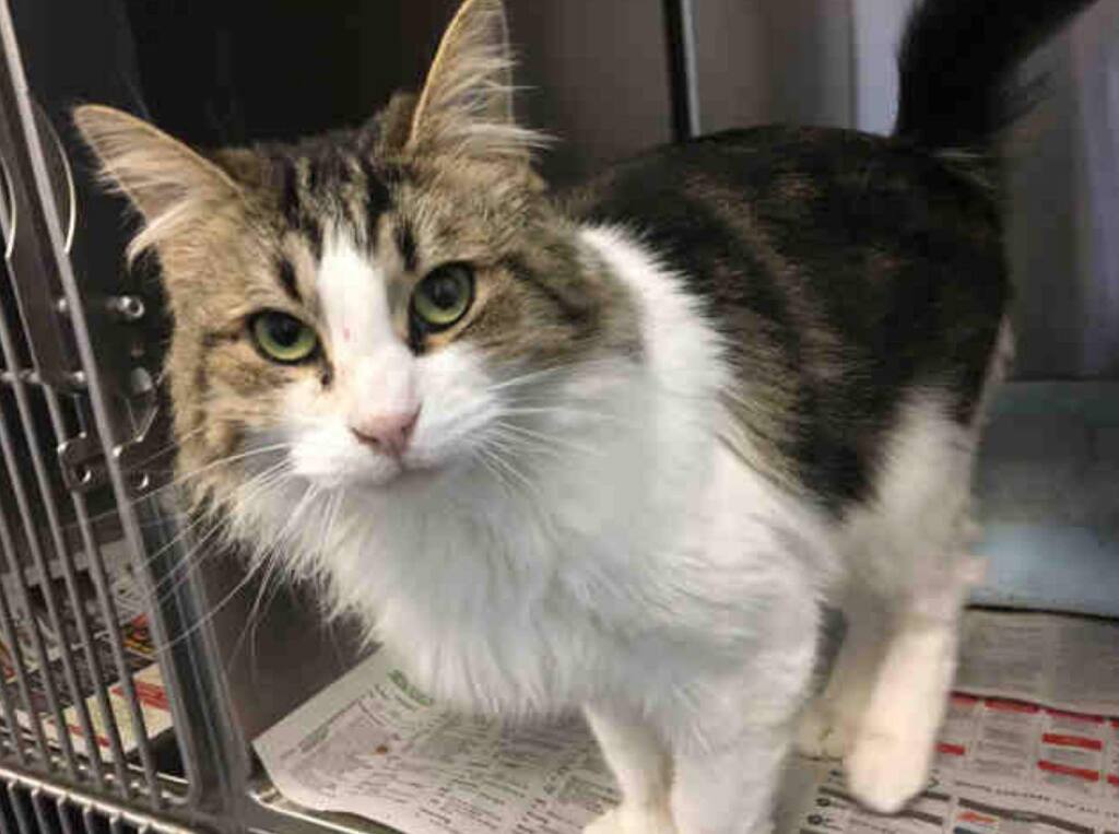 Is this your cat? Call Sonoma County Animal Services at (707) 565-7100. Ask for information about animal ID number A362600. Please visit pd2go.net/FireMissingFoundPets so that you can be connected. (Sonoma & Napa Fires Missing and Found Pets)
