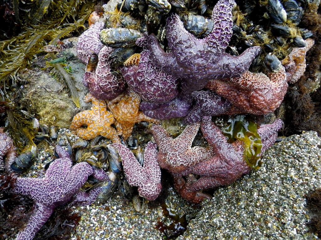 PHOTO: 1 by Sarah Gravem / UC Davis Bodega Marine Laboratory-Sea stars along the Sonoma County coast are at risk due to a syndrome known as the sea star wasting disease.