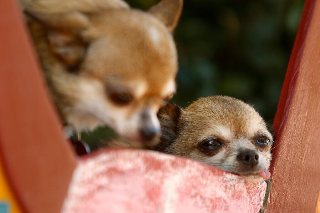 Alvin the chihuahua, right, and Bambi wait for visitors to see them at the Smooch-a-Pooch booth during the Day of Wine and Wag, a fundraiser for the Paws for Love Foundation, at Meadowcroft Wines in Cornerstone Gardens in Sonoma, California on Saturday, July 30, 2016. (Alvin Jornada / The Press Democrat)