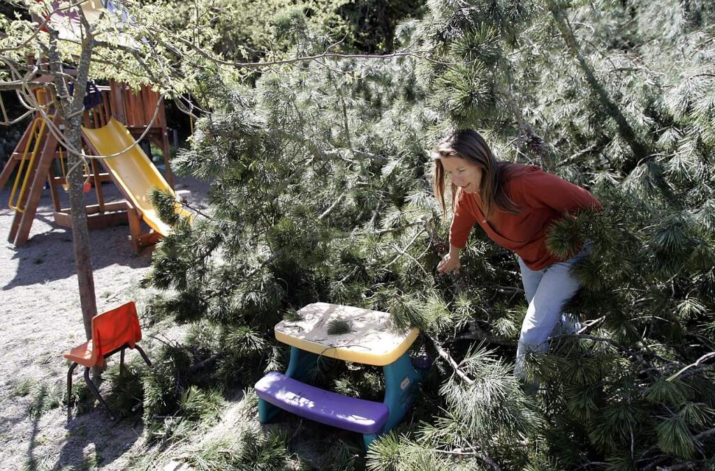 Ursula Kremer shows the area where she helped extricate a young child from under a fallen pine tree at Brush Creek Montessori School, along Brush Creek Road in Santa Rosa, on Thursday, April 2, 2009. Kremer is a parent of a student at the school. The injured child was transported by REACH helicopter to the Children's Hospital of Oakland.