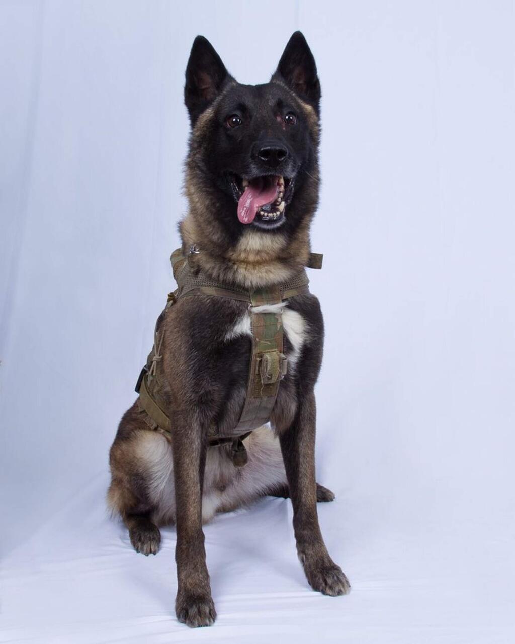 In this photo provided by the White House via the Twitter account of President Donald Trump after it was declassified by Trump, a photo of the military working dog that was injured tracking down Abu Bakr al-Baghdadi in a tunnel beneath his compound in Syria. Joint chiefs Chairman Gen. Mark Milley told reporters Monday that the animal 'performed a tremendous service' and said the dog was 'slightly wounded' but is now recovering and has returned to duty at an undisclosed location. The dog's name remains classified. (White House via AP)