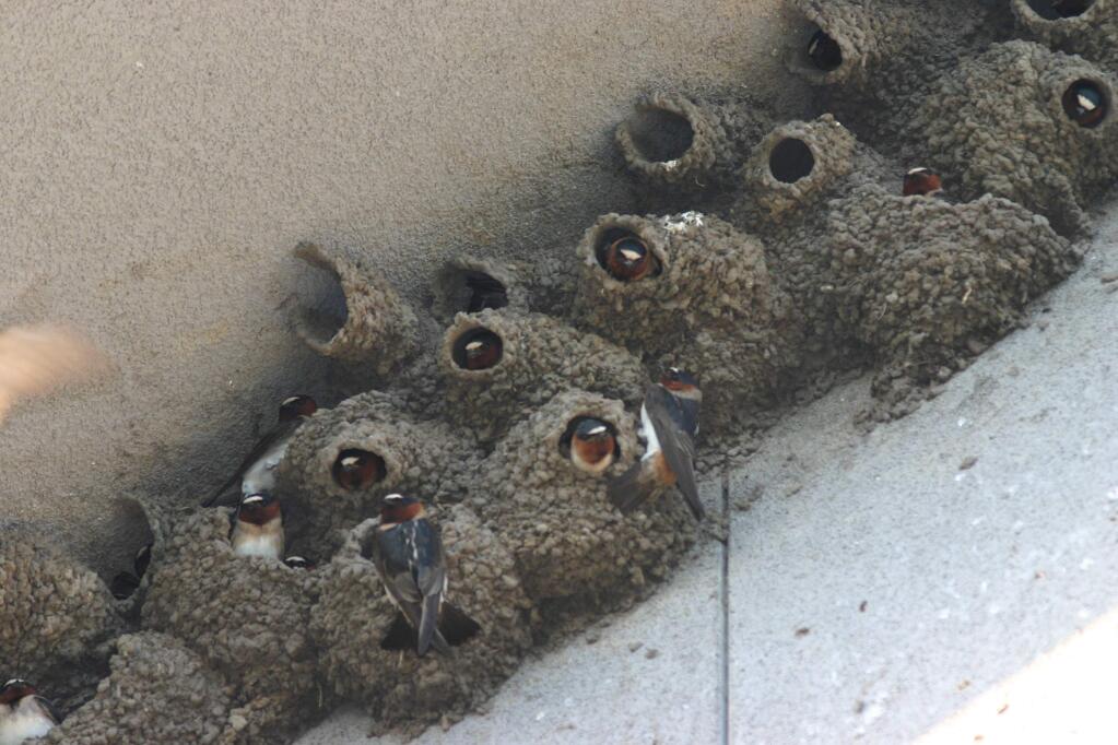Photo courtesy of Veronica Bowers, Native Songbird Conservation & Care.This photo from an earlier season shows the cliff swallow colony that for more than 15 years has nested under the eaves at the Sebastopol Community Center Youth Annex. This year's nests were destroyed by a public works employee during nesting season in early May.