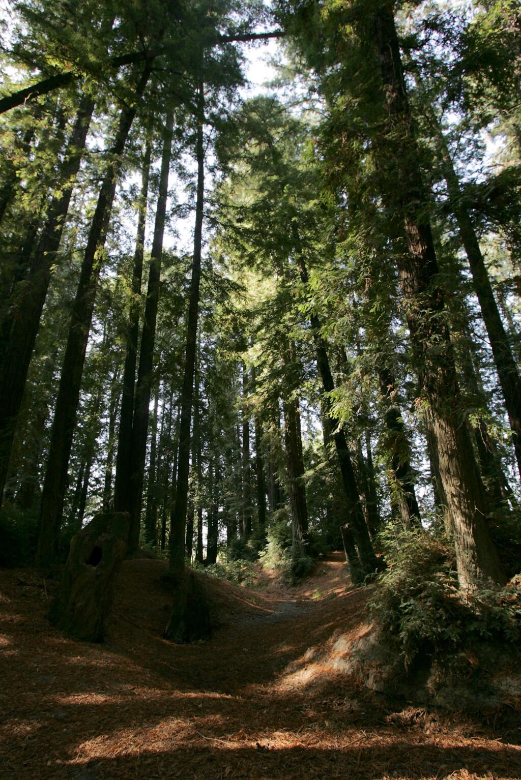 A redwood grove located in Riverfront Regional Park. (Christopher Chung/ The Press Democrat)