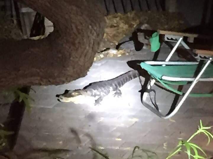 Petaluma Animal Services rescued an escaped alligator on Faye Court in Petaluma. (PETALUMA ANIMAL SERVICES)