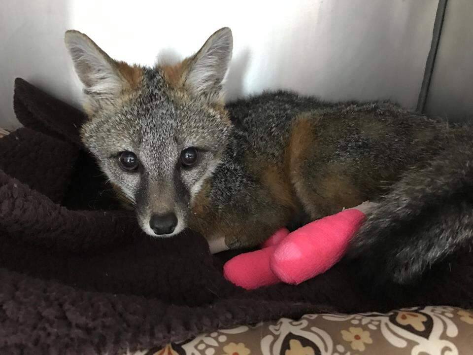 This gray fox, with its burned feet banadaged, is one of many wild animals that will benefit from this weekend's Wild Thang fundraising concert at the Mystic