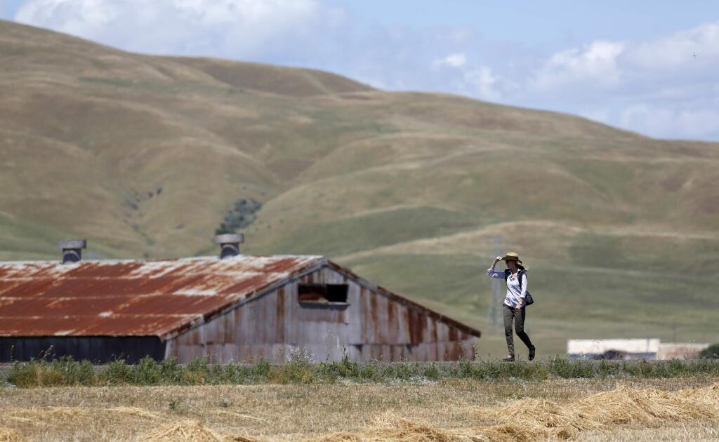 Deirdre Holbrook, the Sonoma Land Trust's major gifts officer, walks along a new 2.5-mile extension of the Bay Trail at Sears Point on Sunday, May 15, 2016 south of Petaluma, California . (BETH SCHLANKER/ The Press Democrat)